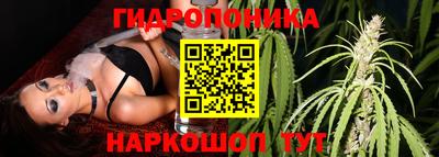 шишки Дубна