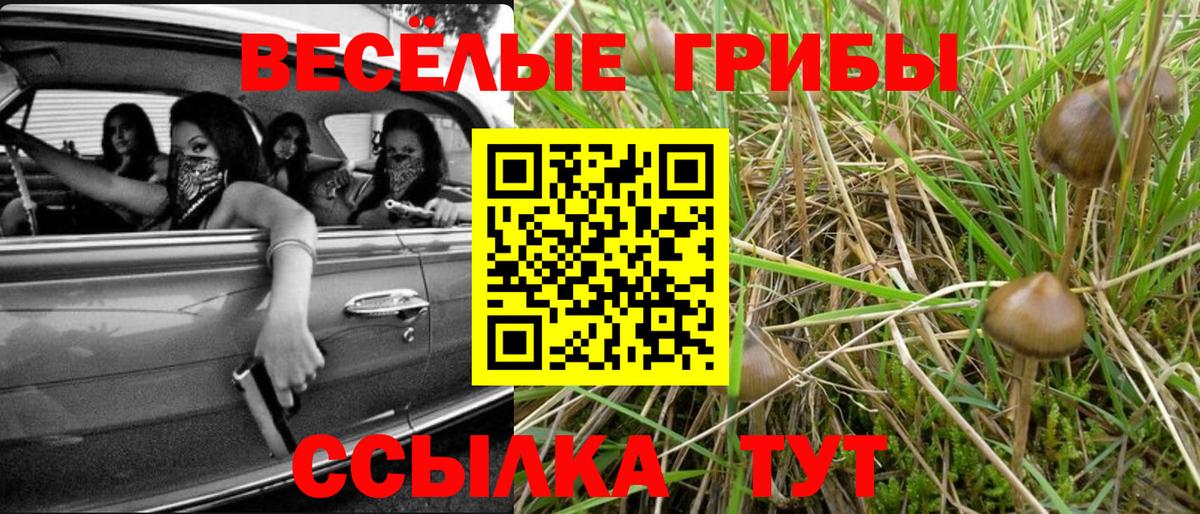 Псилоцибиновые грибы GOLDEN TEACHER Малгобек