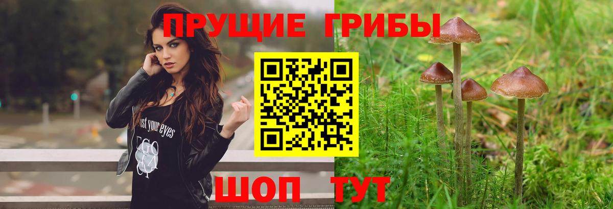 Псилоцибиновые грибы Psilocybe  Псилоцибиновые грибы Psilocybe  даркнет сайт  Малгобек 